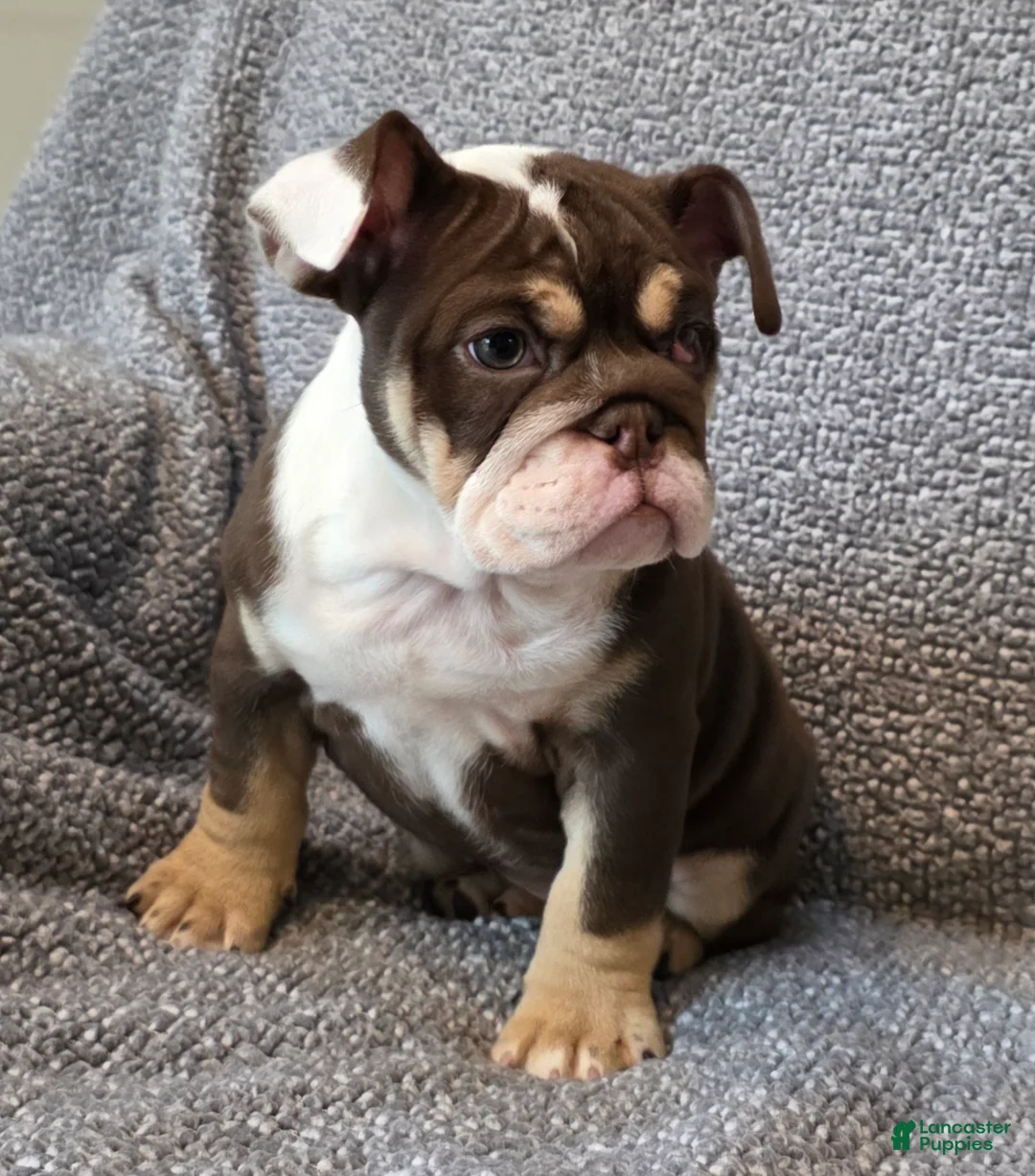 English Bulldog dogs for sale: AKC Bailey - Ad 2