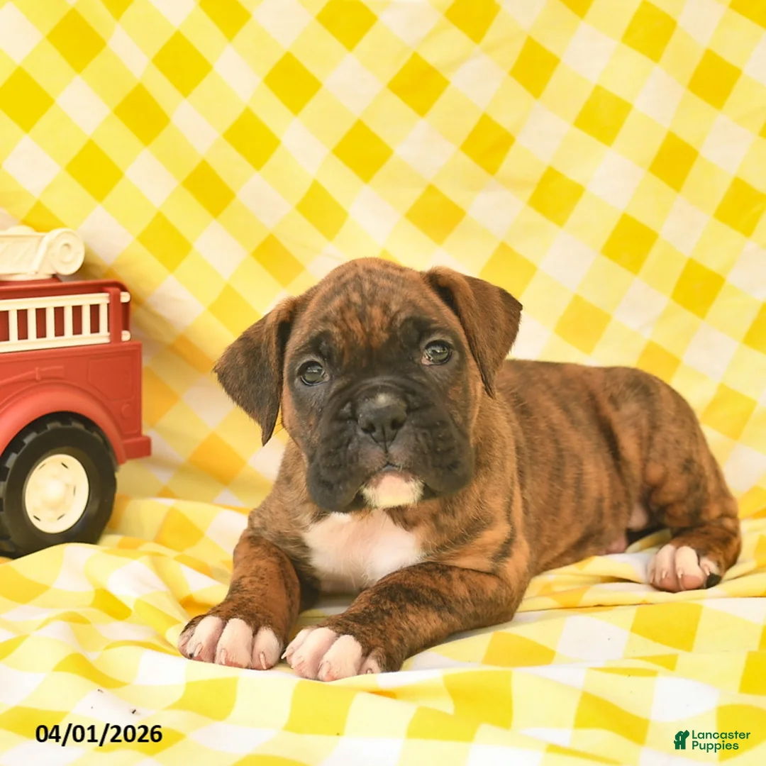Boxer dogs for sale: Jasper  - Ad 5