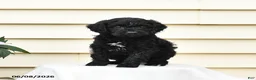 Aussiedoodle dogs for sale: Rookie - Ad 3