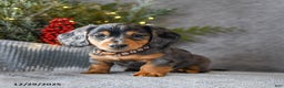 Miniature Dachshund dogs for sale: Scamper - Ad 1