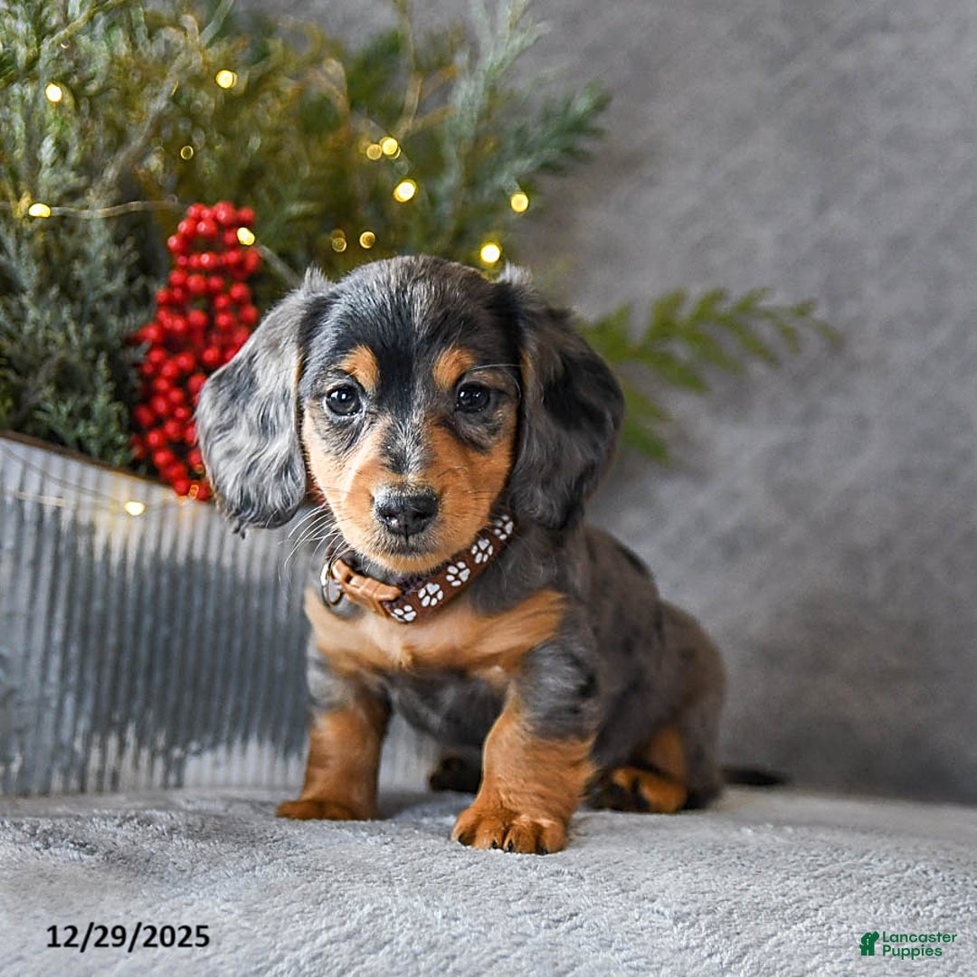 Miniature Dachshund dogs for sale: Scamper - Ad 1