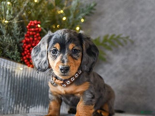 Miniature Dachshund dogs Scamper - Ad 10