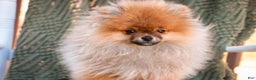 Pomeranian dogs for sale: Peyton - Ad 2