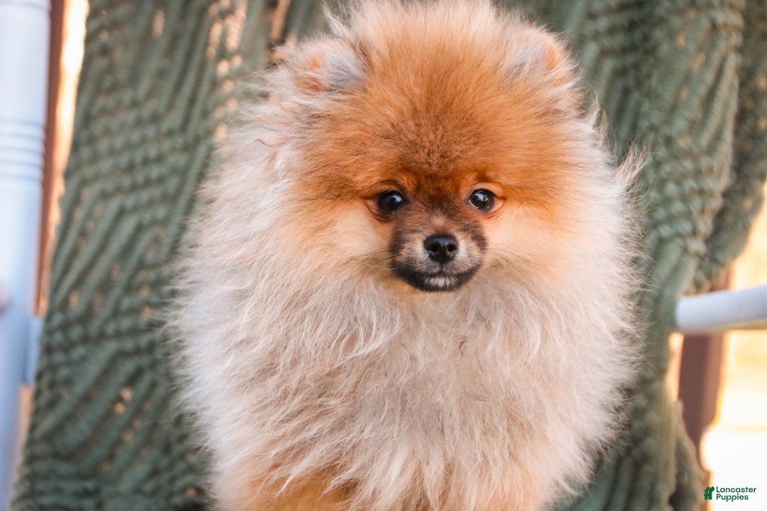 Pomeranian dogs for sale: Peyton - Ad 2