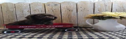 Cocker Spaniel dogs for sale: Cody - Ad 3