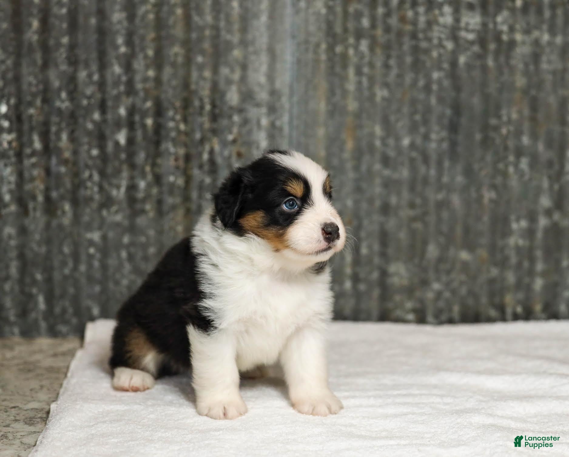 Miniature Australian Shepherd dogs Lathan Miniature Australian Shepherd Puppy  - Ad 2