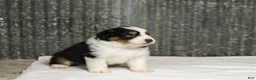 Miniature Australian Shepherd dogs for sale: Lathan Miniature Australian Shepherd Puppy  - Ad 3