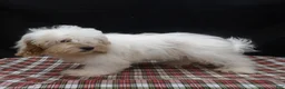 Shihpoo dogs for sale: Joker - Ad 4