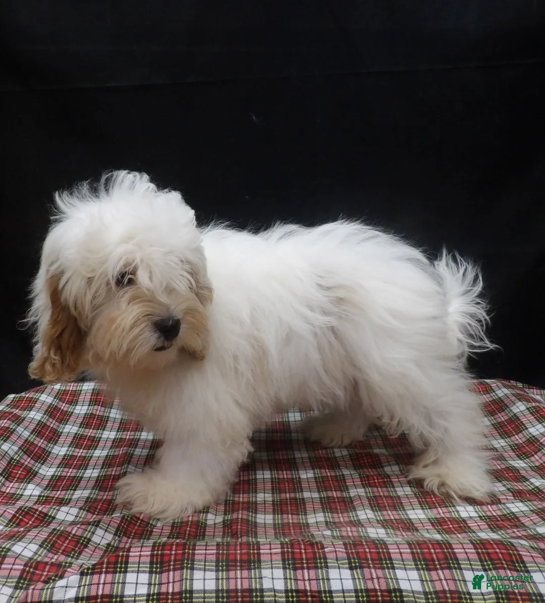 Shihpoo dogs for sale: Joker - Ad 4