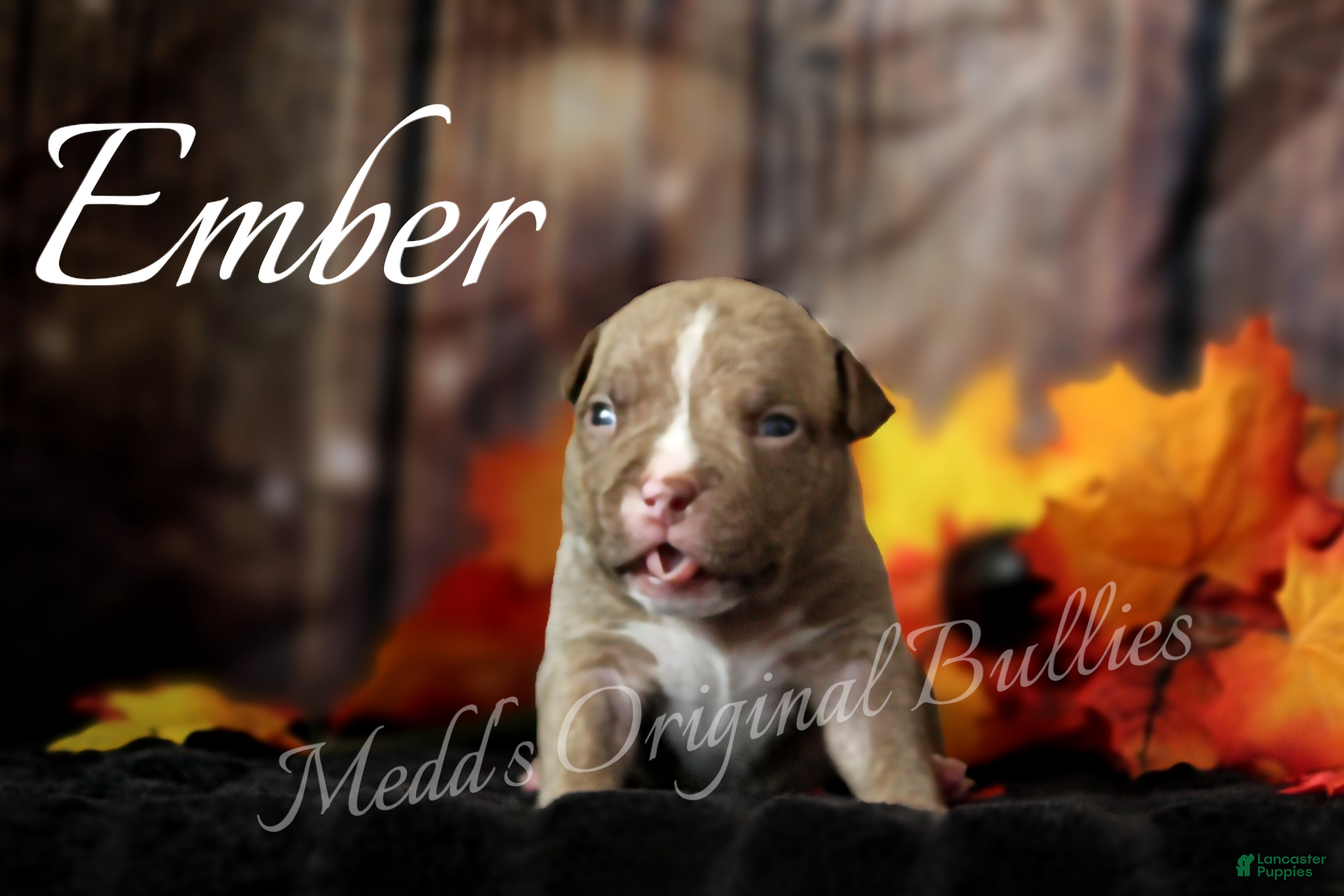 American Bully dogs Ember - Ad 15