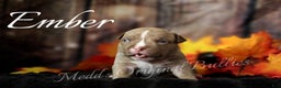 American Bully dogs for sale: Ember - Ad 1