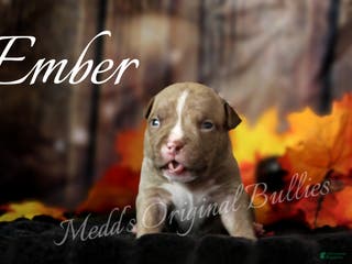 American Bully dogs Ember - Ad 5