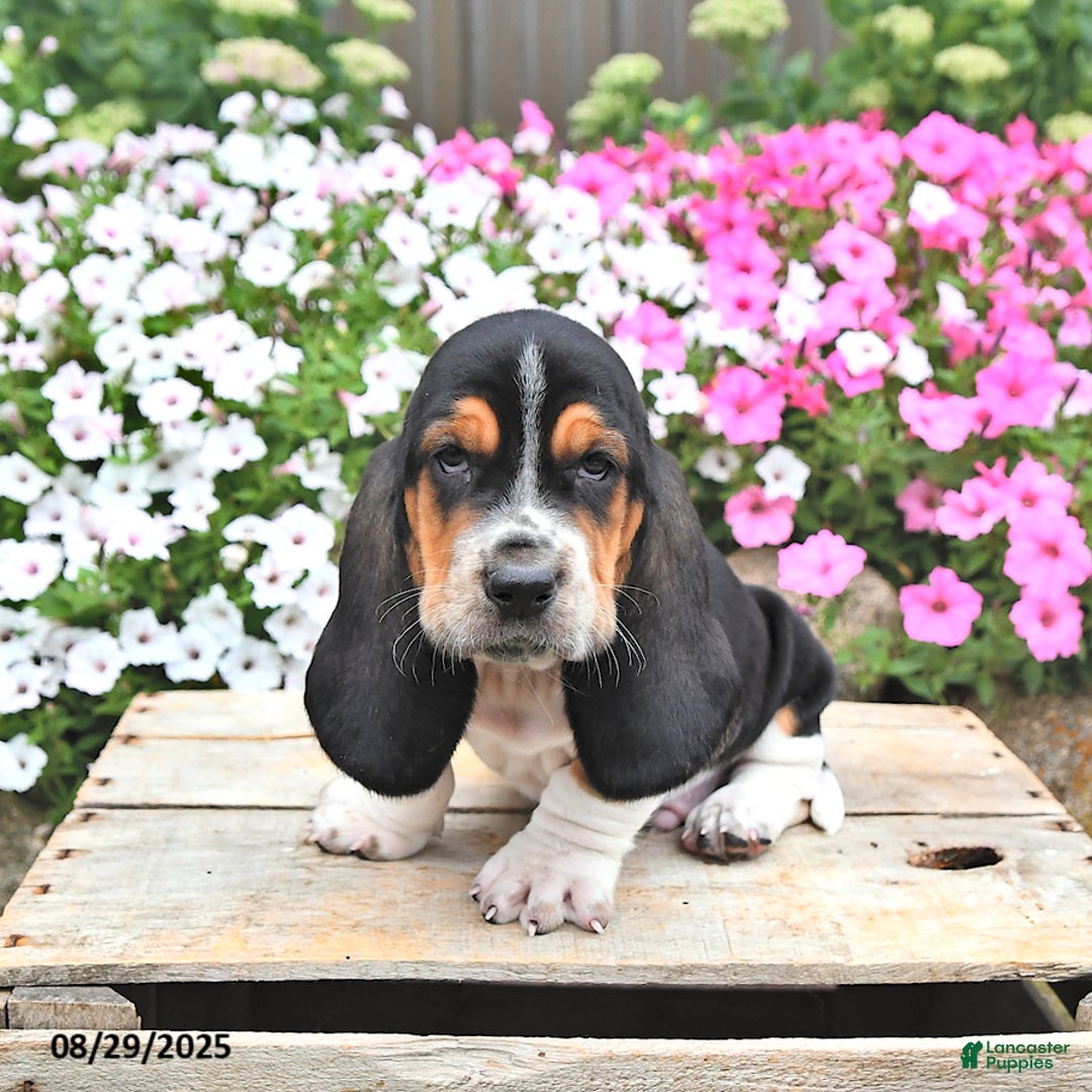 Hush Basset Brittany Spaniel Basset Hound Mix Spaniel Hound Mix Shop