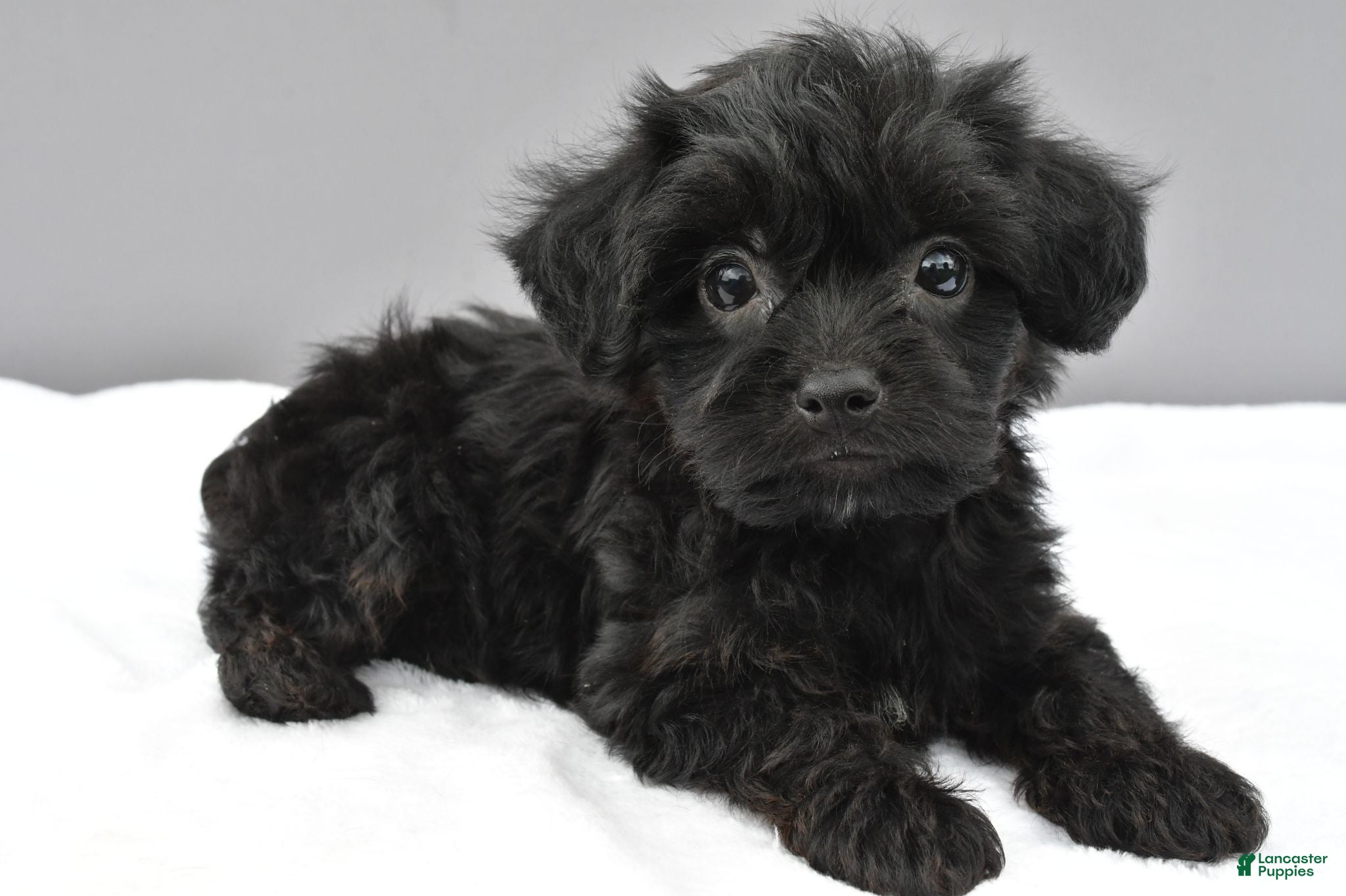 Yorkiepoo dogs Sugar - Ad 1