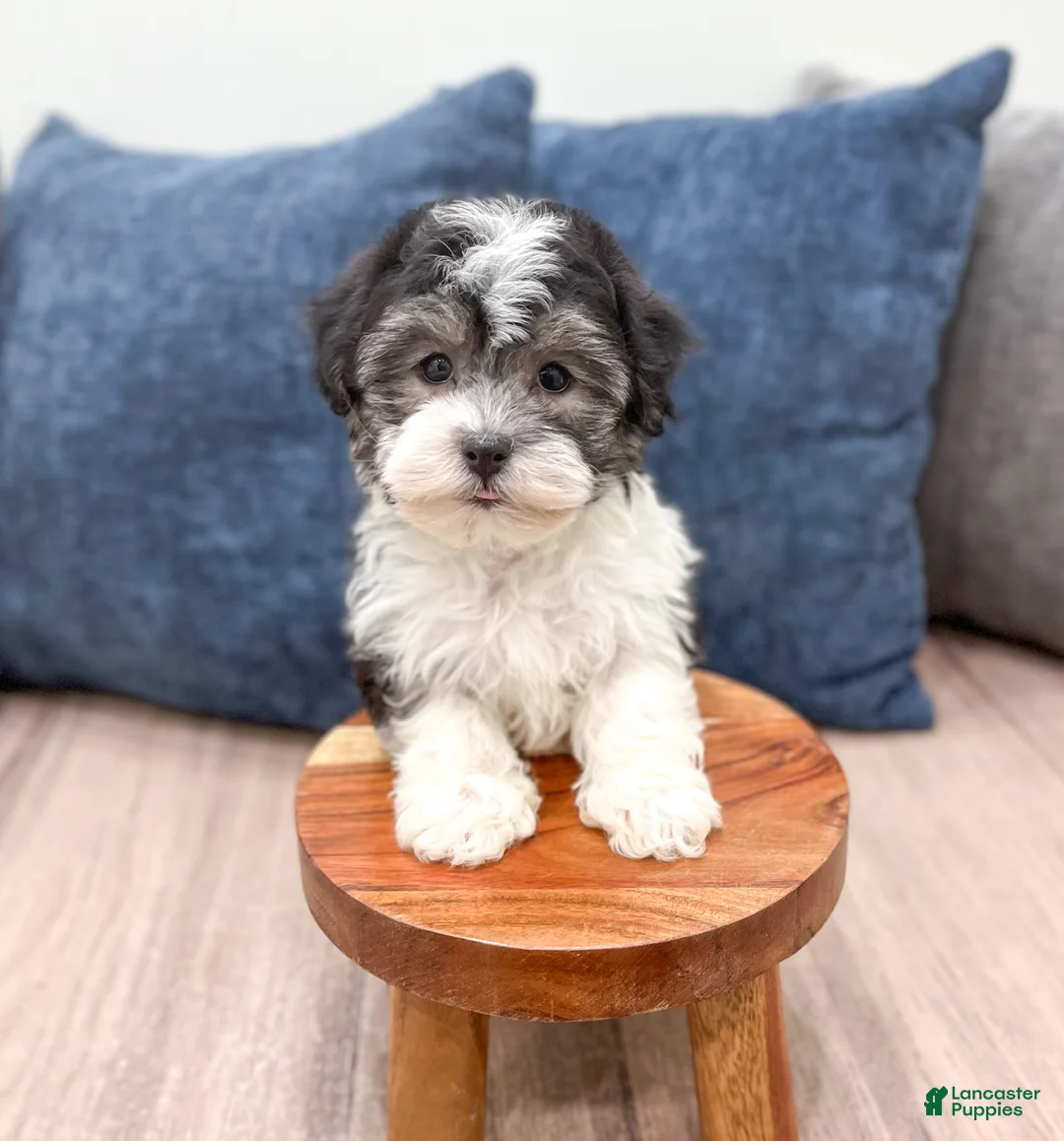 Havanese dogs for sale: Alex - Ad 2