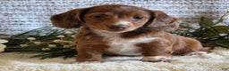 Miniature Dachshund dogs for sale: Sophie - Ad 3