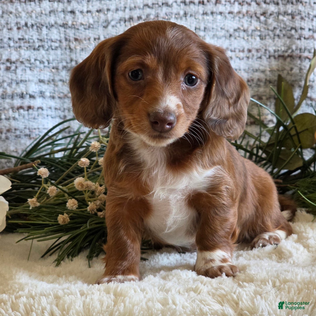 Miniature Dachshund dogs for sale: Sophie - Ad 3