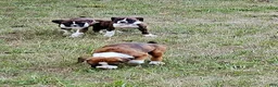 Boxer dogs for sale: Boxer 6 - Ad 14