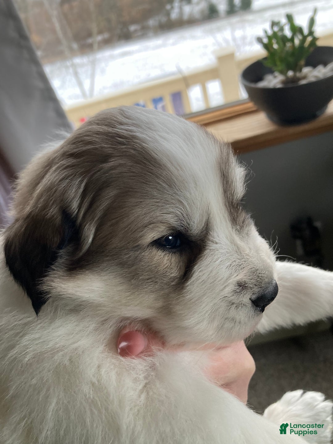 Great Pyrenees dogs for sale: Great Pyrenees Male Puppy - Grey - Ad 1