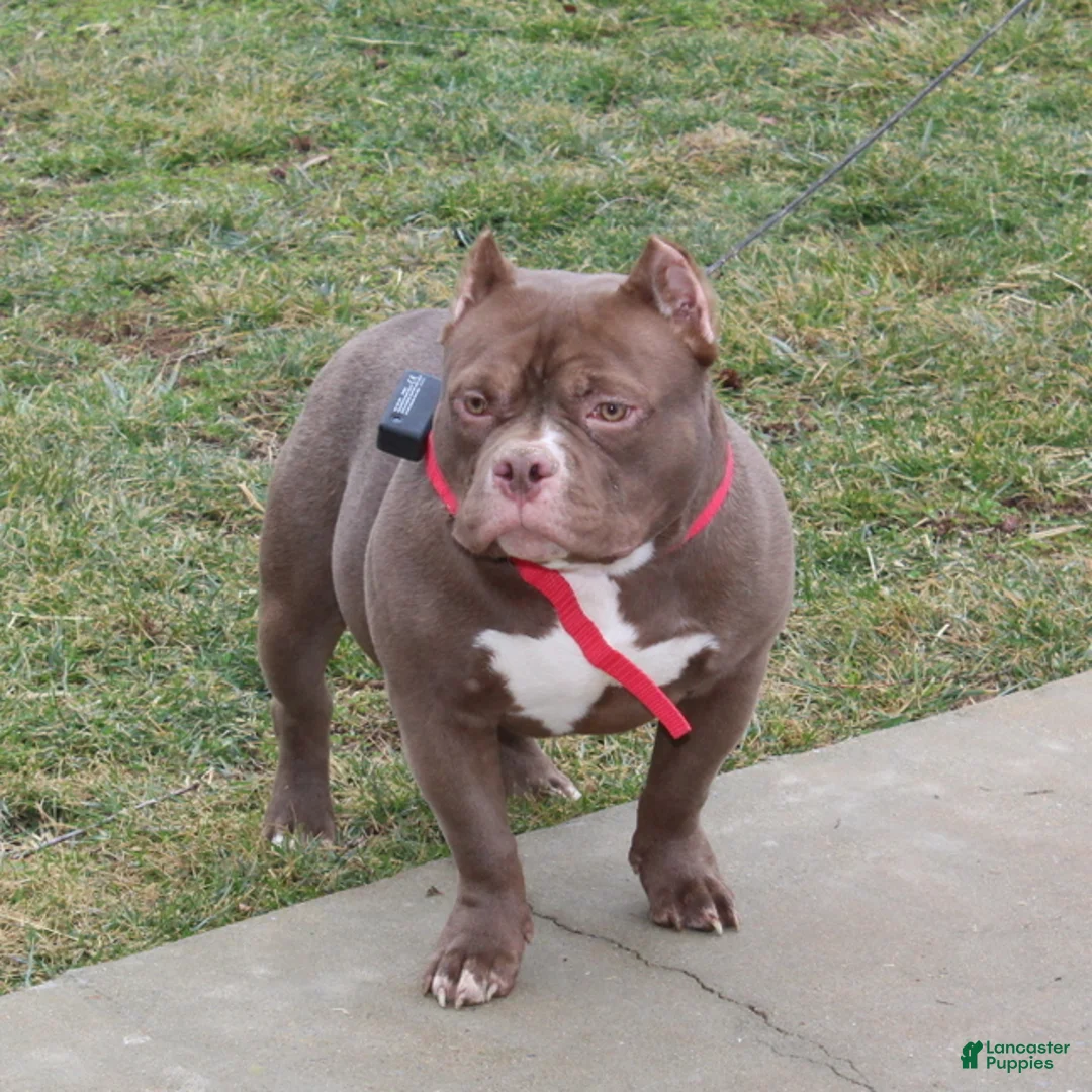 American Bully dogs for sale: Rocky - Ad 2