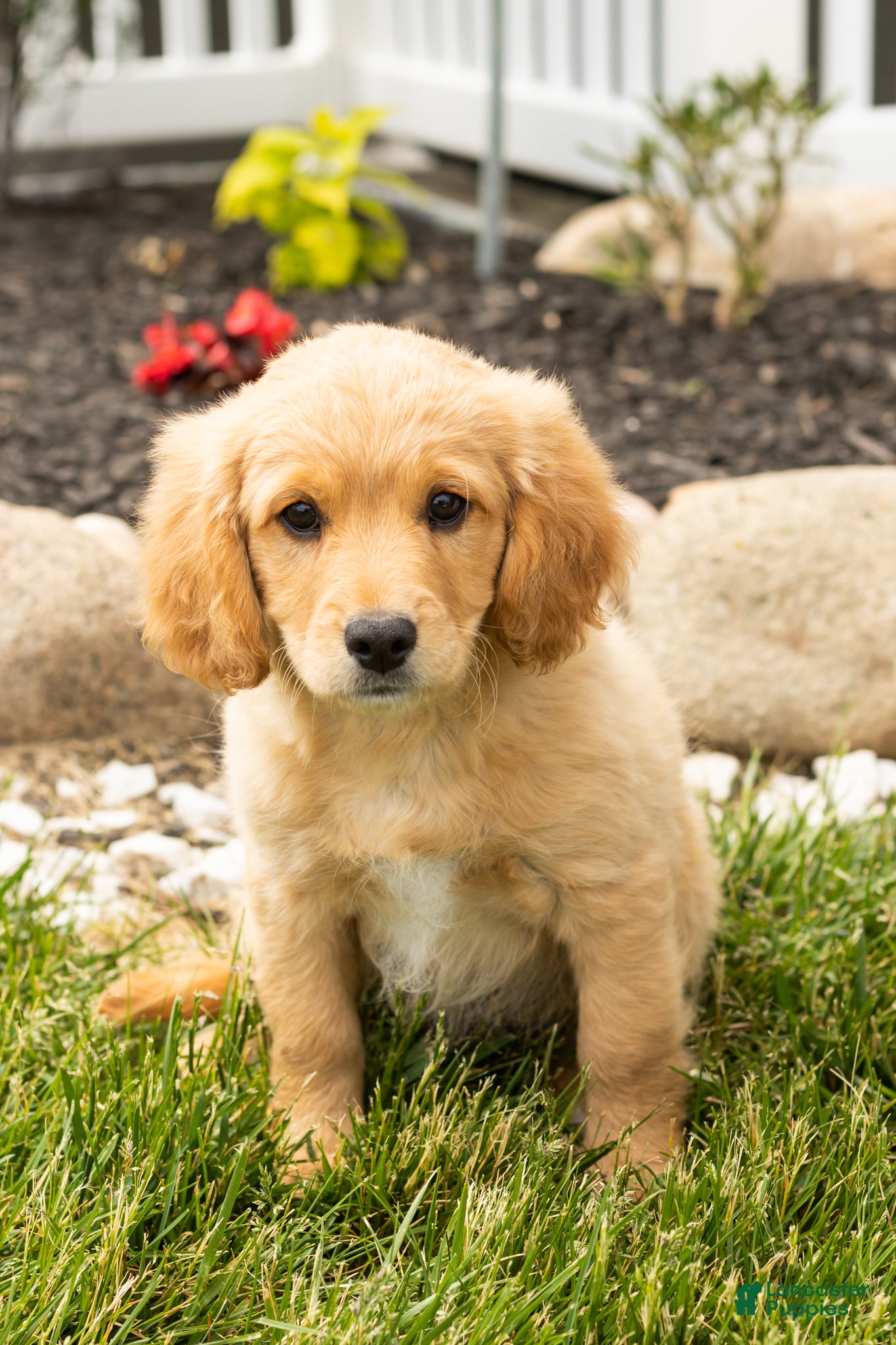 Mixed Breed dogs Brooks  - Ad 40