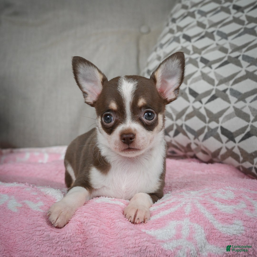 Chihuahua dogs for sale: Isabel - Ad 14