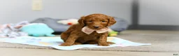 Goldendoodle dogs for sale: Lulu F1b - Ad 7