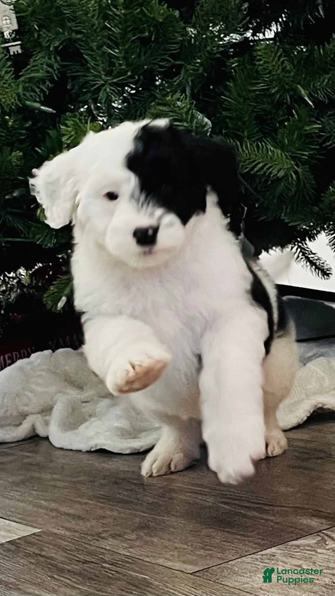 Sheepadoodle dogs for sale: Sheepadoodle Puppy 1 - Ad 4