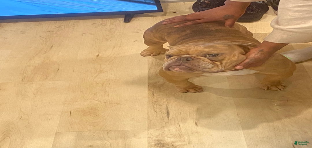 Gallery Image {{count}}