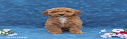 Mini Goldendoodle dogs for sale: Polly - Ad 1