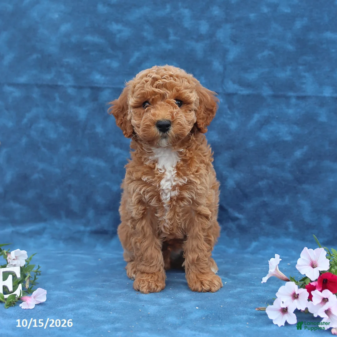 Mini Goldendoodle dogs for sale: Polly - Ad 1