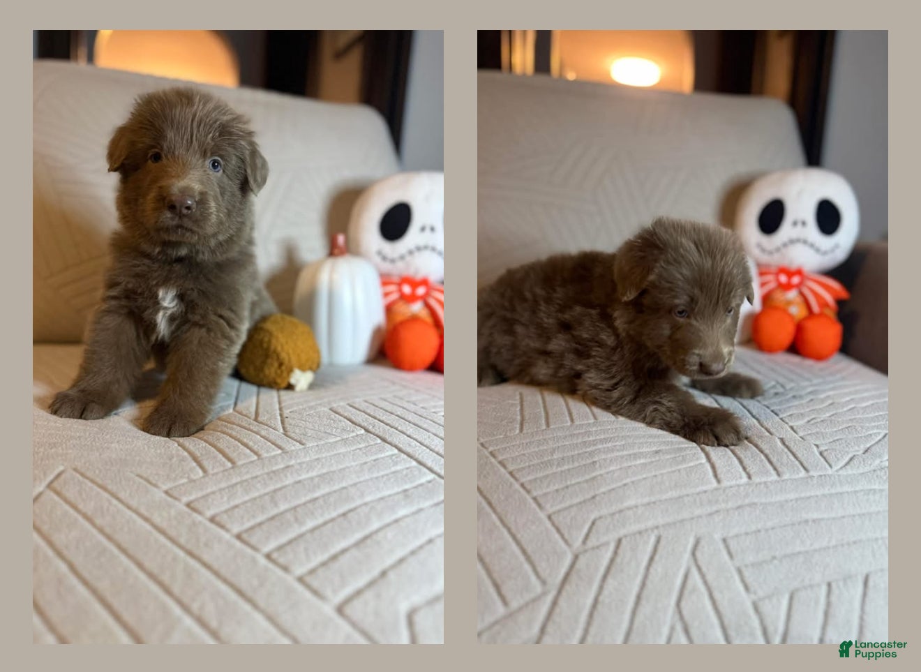 German Shepherd dogs Blaze - Ad 2