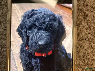 Standard Poodle dogs Standard Poodle Puppy 2 - Ad 5