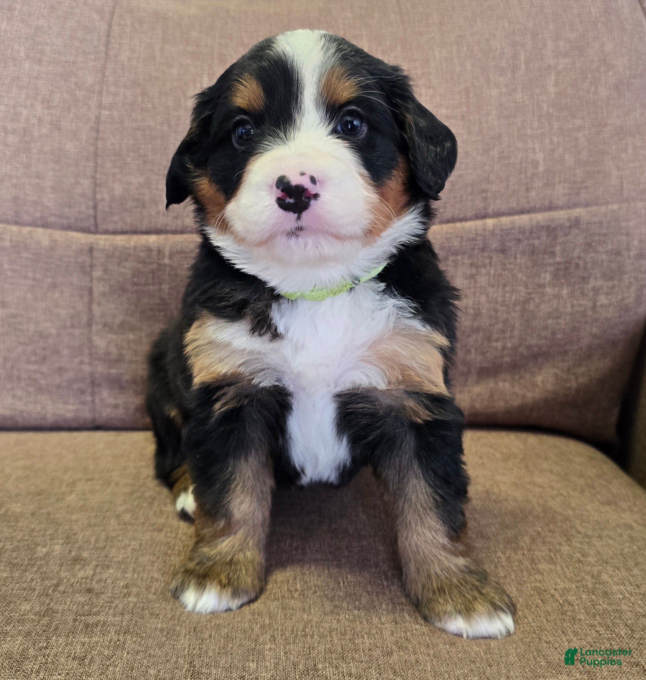 Miniature Bernese Mountain Dog dogs Mojito - Ad 2