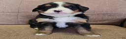 Miniature Bernese Mountain Dog dogs for sale: Tom Collins - Ad 14