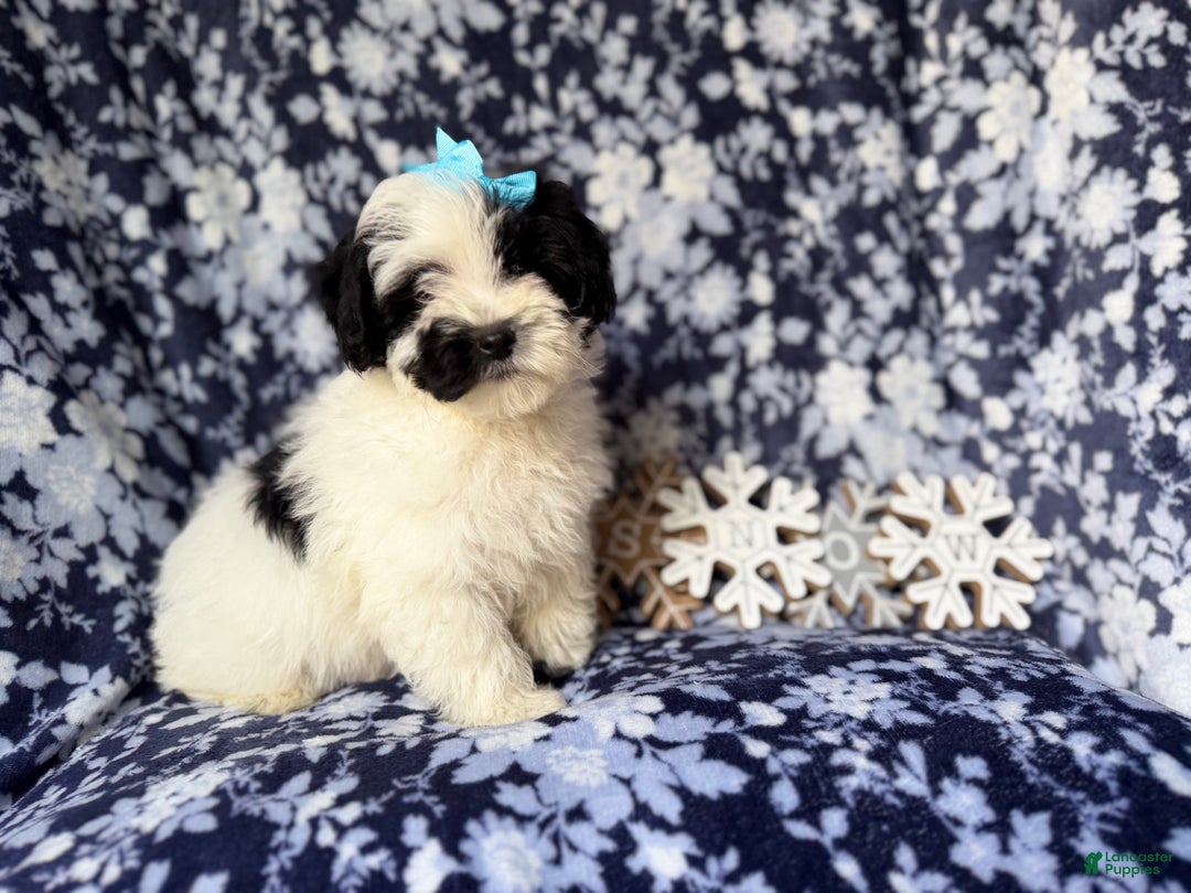 Yorkiepoo dogs for sale: Jolly - Ad 4