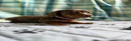 Miniature Dachshund dogs for sale: Tootsie - Ad 3