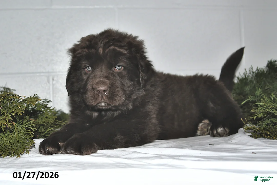 Newfoundland dogs for sale: Macy - Ad 4