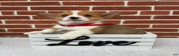 Welsh Corgi Pembroke dogs for sale: Buddy - Ad 3