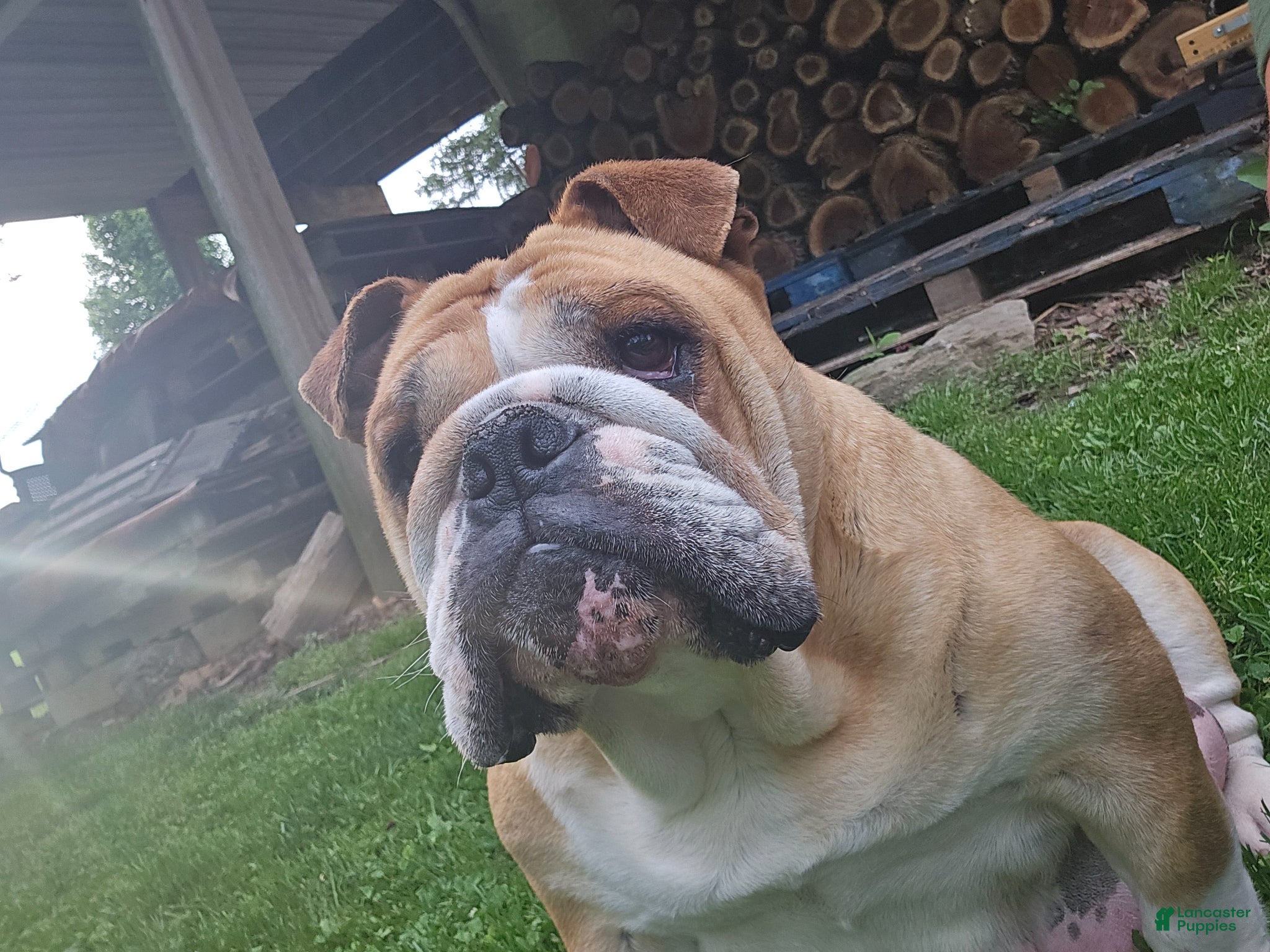 English Bulldog dogs Cooper - Ad 2