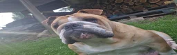 English Bulldog dogs for sale: Winnie - Ad 4