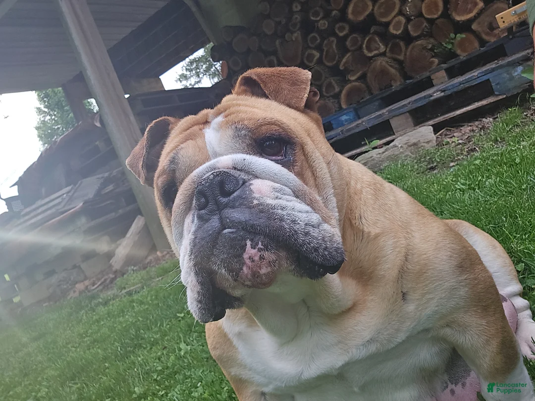 English Bulldog dogs for sale: Cooper - Ad 2