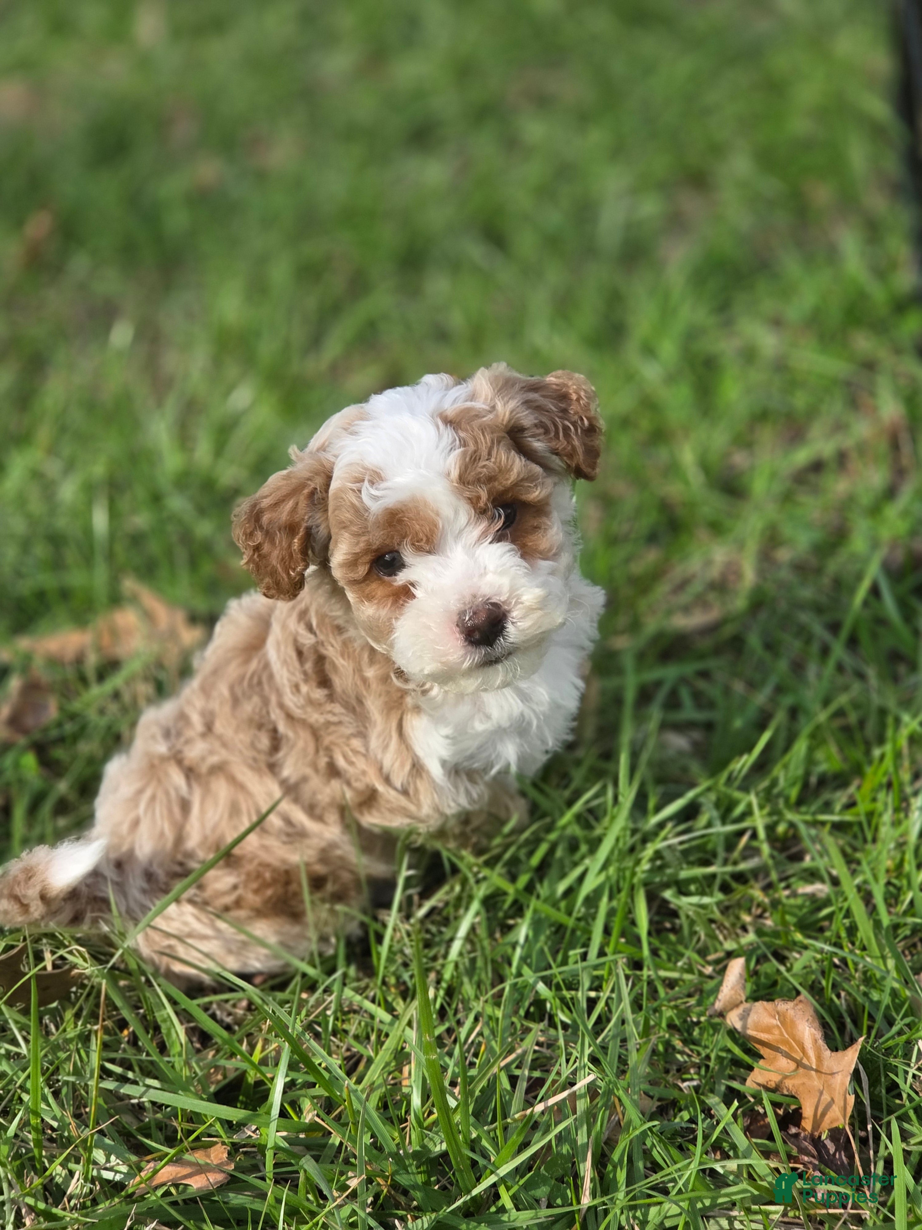 Bichpoo dogs Ryder - Ad 2