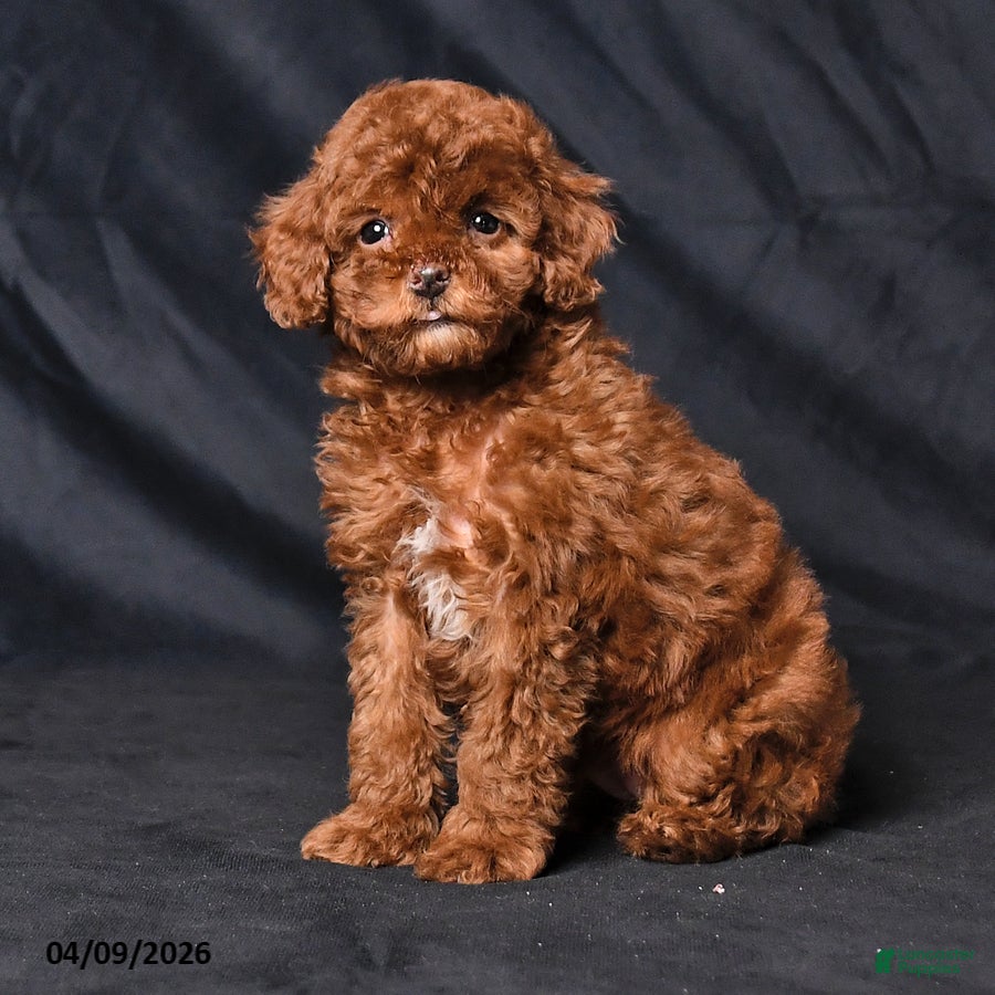 Toy Poodle dogs Whisper - Ad 2