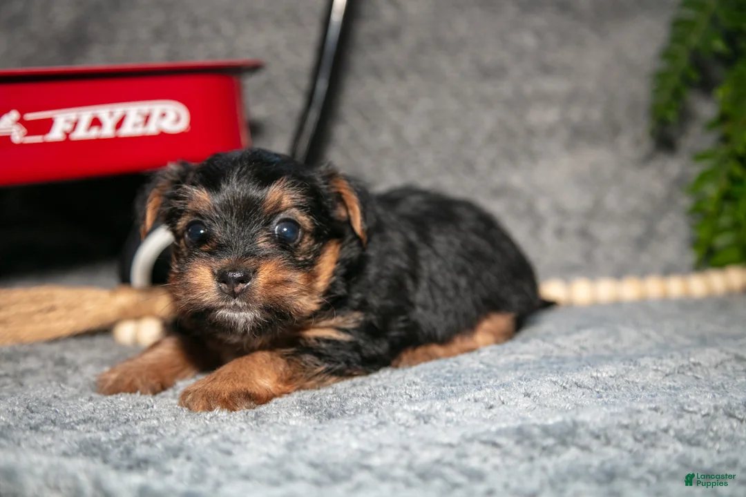 Yorkshire Terrier dogs for sale: Sasha - Ad 5