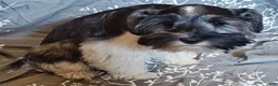 Miniature Schnauzer dogs for sale: Greta  - Ad 12