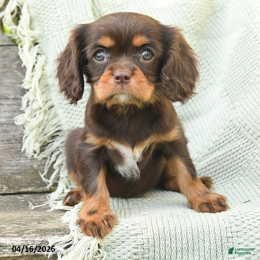 Cavalier King Charles Spaniel dogs Tabitha - Ad 2