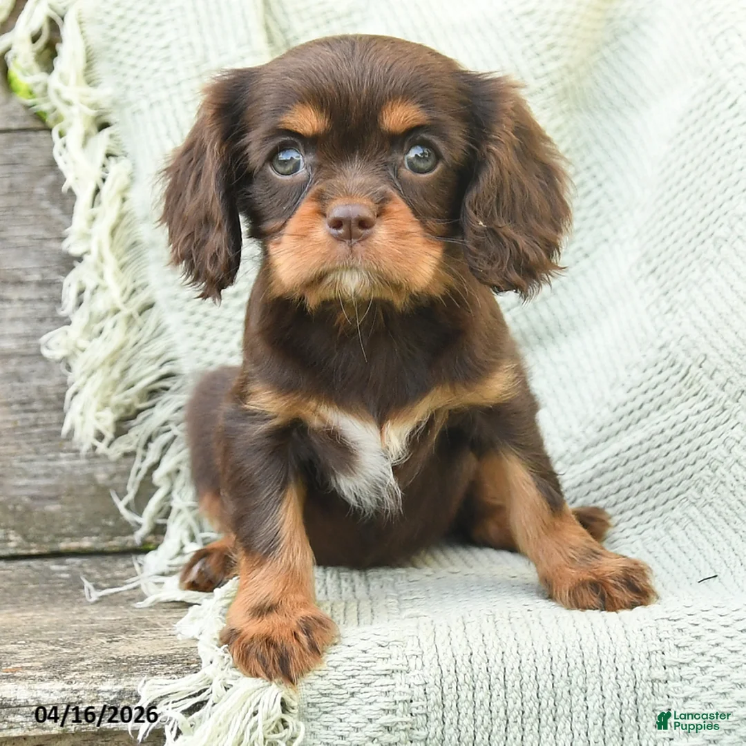Cavalier King Charles Spaniel dogs for sale: Tabitha - Ad 2