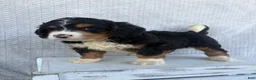 Mini Bernedoodle dogs for sale: Sawyer - Ad 10