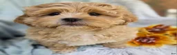 Shihpoo dogs for sale: Biscuit - Ad 12